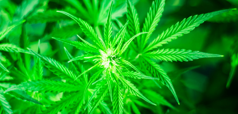 TOC : des dérivés de cannabis pour les soulager
